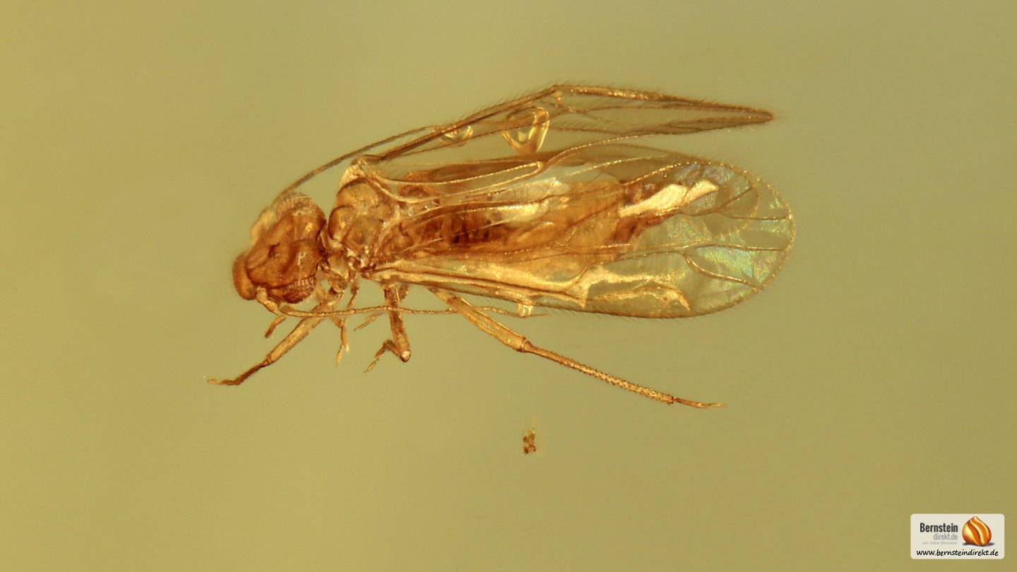 Blattfloh (Psylloidea) als Inkluse! Blattfloh und Zuckmücke mit Milbe ...