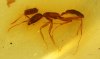Ameise attackiert Köcherfliege! Seltene Aktion im Bernstein