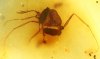 Ameise attackiert Köcherfliege als Inkluse, Staublaus, Ameisenkäfer, Fliege  als Einschlüsse im Bernstein