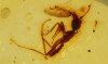 Ameise attackiert Köcherfliege. Seltene Aktion im Bernstein 