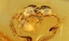 Formicidae Myrmicinae Eocenomyrma rugosostriata mit 2 Zacken auf dem Rücken!