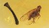 Eine Zikade, ein Ast im Baltischen Bernstein