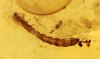 Käferlarve mit Pilzfäden (Hyphen) am Kopf im Bernstein 