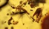 Zikadenlarve, Mücken und Milben als Einschlüsse im Bernstein