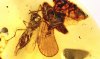 Wespe und Zikade zusammen als seltenes Pärchen im Bernstein