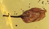 Hymenaea Protera als Einschluss vom Bernsteinbaum