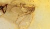 Netzflügler (Lacewing)  Sisyridae als Inkluse im Baltischen Bernstein