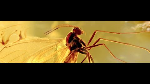 Mücke als Bernstein Inkluse im Baltischen Bernstein, Mücke im Bernstein, Bernsteineinschluss