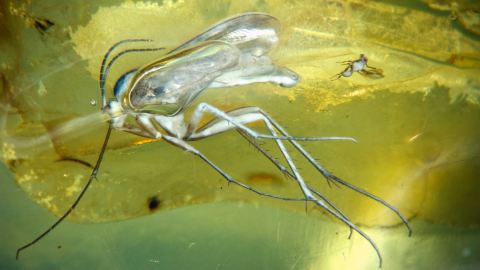 Bernstein Einschlüsse und Bernstein Inklusen