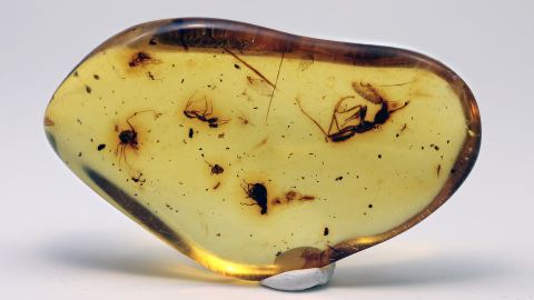 Fliege als Einschlüsse im Bernstein