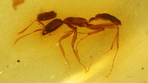 Ameise attackiert Köcherfliege! Seltene Aktion im Bernstein
