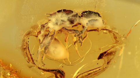 Formicidae Myrmicinae Eocenomyrma rugosostriata mit 2 Zacken auf dem Rücken!
