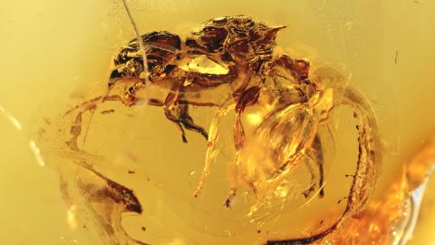 Arbeiter Ameise als Bernstein Inkluse mit 2 Zacken auf dem Rücken!