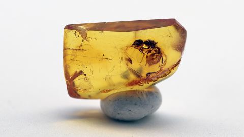 Arbeiter Ameise als Einschluss im Bernstein  