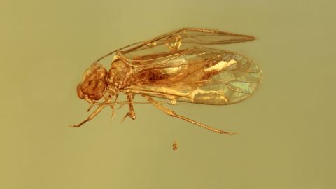 Blattfloh im Burma Bernstein