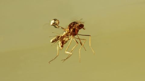 Zuckmücke mit Milbe angeklammert auf Rücken (Seltene Phoresie) im  Burma Bernstein