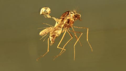Zuckmücke mit Milbe auf dem Rücken (Seltene Phoresie!) als Einschlüsse im Burma Bernstein