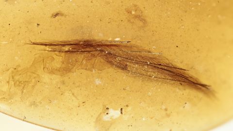 DINO-Feder eines Laufvogels als Einschluss im Bernstein