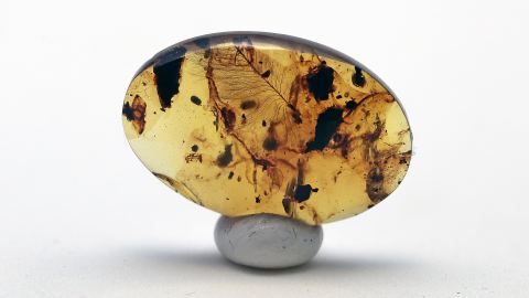 Federn, Dino-Vögeln im Burma Bernstein