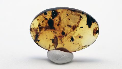 DINO-Federn im Bernstein