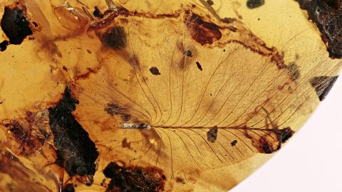 Vogelfedern von kleinen flugunfähigen Dino-Vögeln im Bernstein