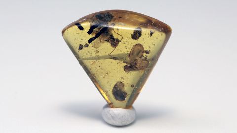 Seltene Seltene Schabe als Einschluss im Burma Bernstein          