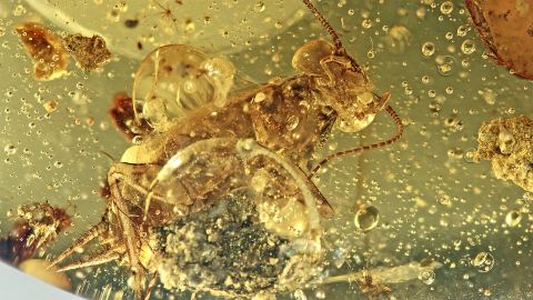 Schabe mit Luftblasen im Bernstein