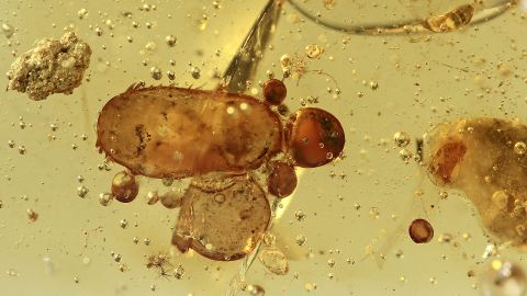 Luftblasen als Einschlüsse im Bernstein