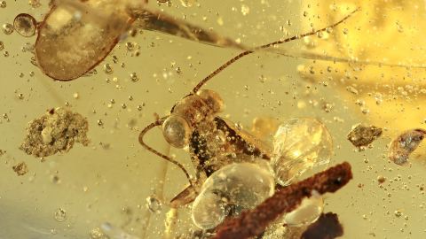 Eine seltene Schabe mit im Bernstein