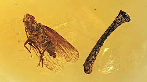 Eine Zikade und ein Ast als Inklusen im Bernstein