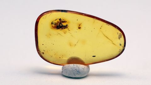 Ameisen im Baltischen Bernstein