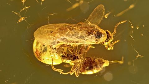 Ameisen Weibchen und Männchen als Einschluss