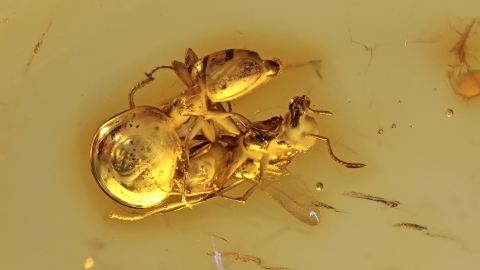 Geflügelte Ameisen in Aktion als Bernstein Inklusen