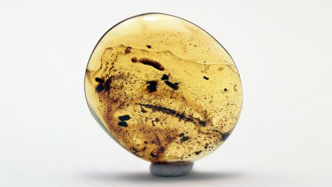 Käferlarve als Einschluss im Burma Bernstein