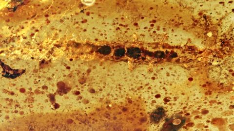 Käferlarve als Inkluse im Bernstein