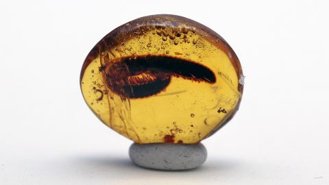 100-Füßer im Bernstein