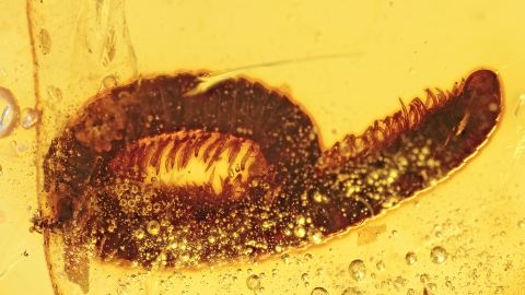 Hundertfüßer als Inkluse