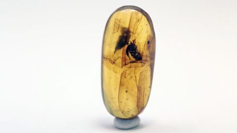 2 Käfer als Einschlüsse im Bernstein mit Fließ-Struktur 