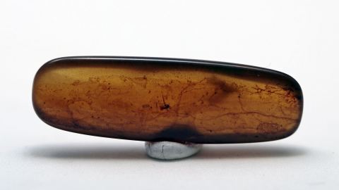 Käfer als Einschluss im Bernstein