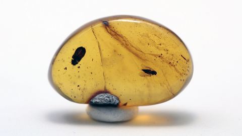 Käfer und Rindenlaus als Einschlüsse im Burma Bernstein