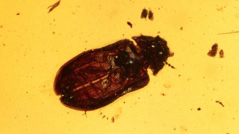 Käfer und Rindenlaus Psocoptera als Einschluss im Bernstein