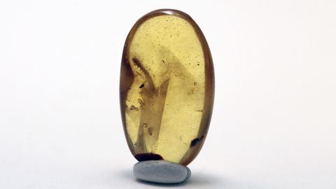 Käferlarve als Einschluss im Burma Bernstein