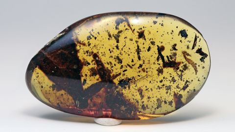 Käferlarve (Kopf!), Wanze (Encicocephalidae), Blätter und Mücken als Einschlüsse im Burma Bernstein