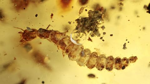 Käferlarve als Einschlüsse im Bernstein