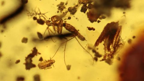 Zikadenlarve, Mücken und Milben als Einschlüsse im Bernstein