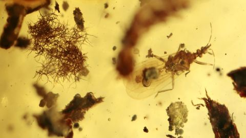 Wanze (Encicocephalidae) als Einschluss im Bernstein