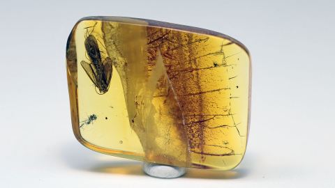 Köcherfliegen als Einschlüsse im Burma Bernstein