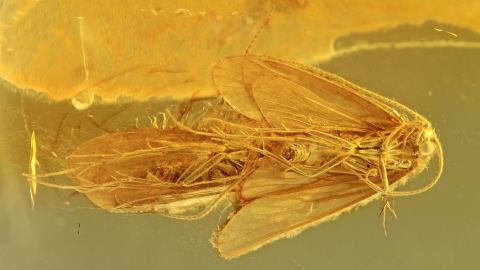 Köcherfliegen im Burma Bernstein