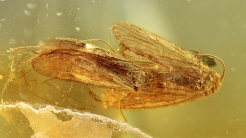 Köcherfliegen als Inklusen im Burma Bernstein