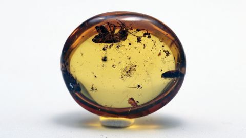 Seltene Langfühlerschrecke, Zikadenlarve und Hüllblatt im Burma Bernstein